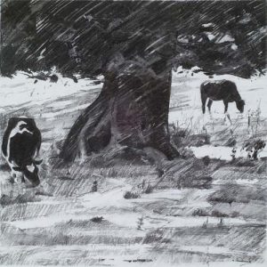 Cows Grazing