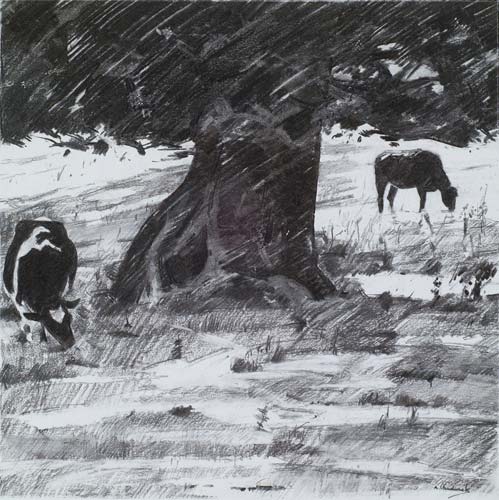 Cows Grazing