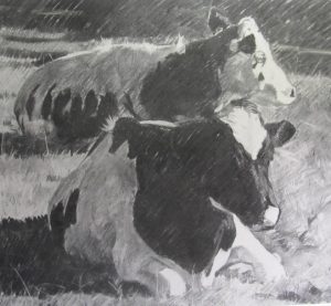 Peaceful cow in field - charcoal drawing