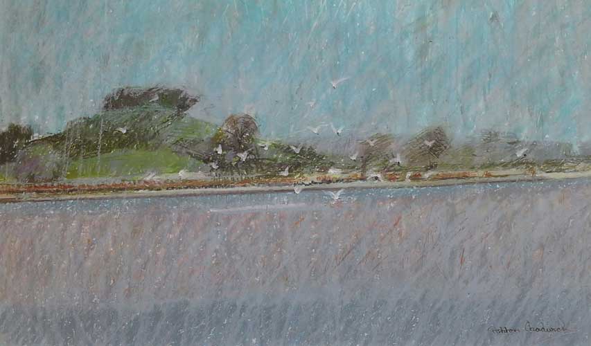 Birds on river Exe Devon