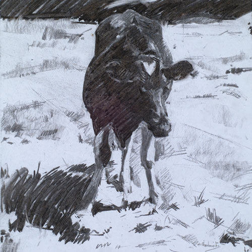 Cow Gazing Into Camera - Charcoal Drawing