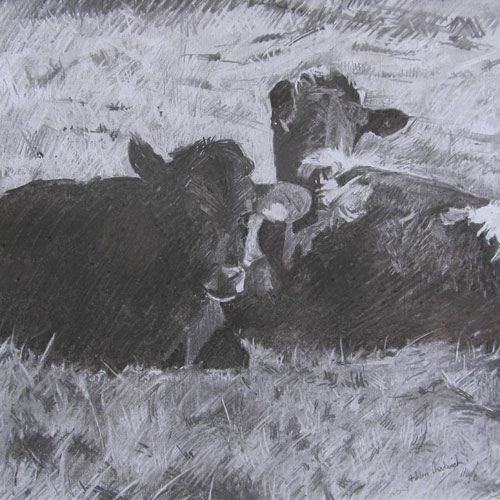 Waiting Cows - Charcoal Drawing